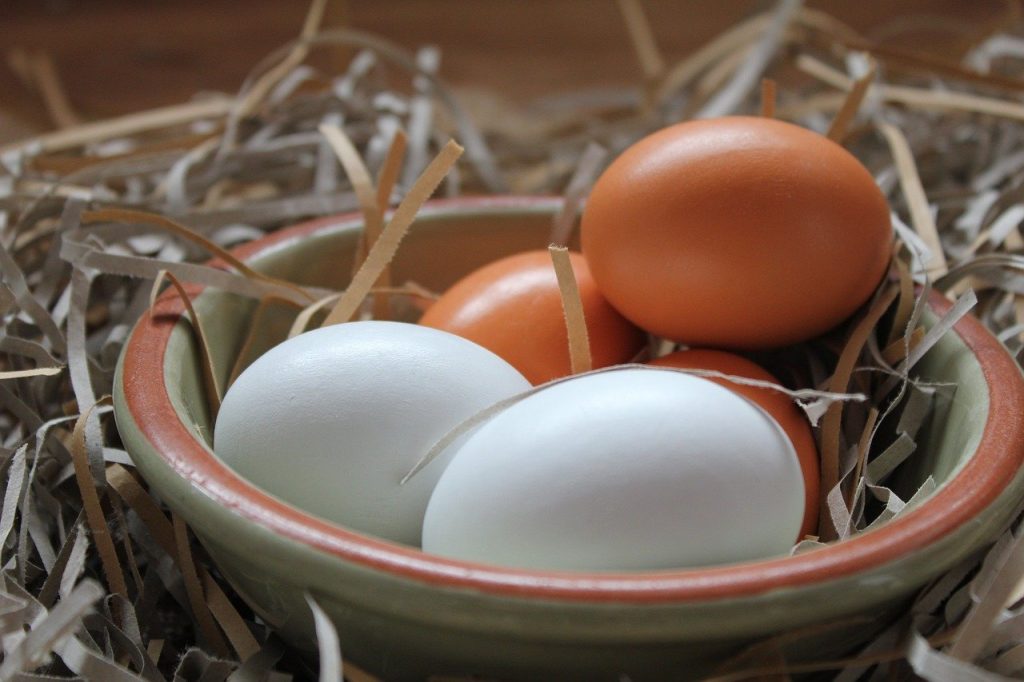 food, eggs, nesting material