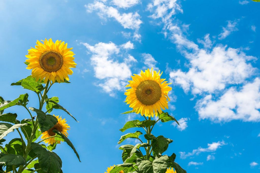sunflower, sunny day, sky-2785420.jpg
