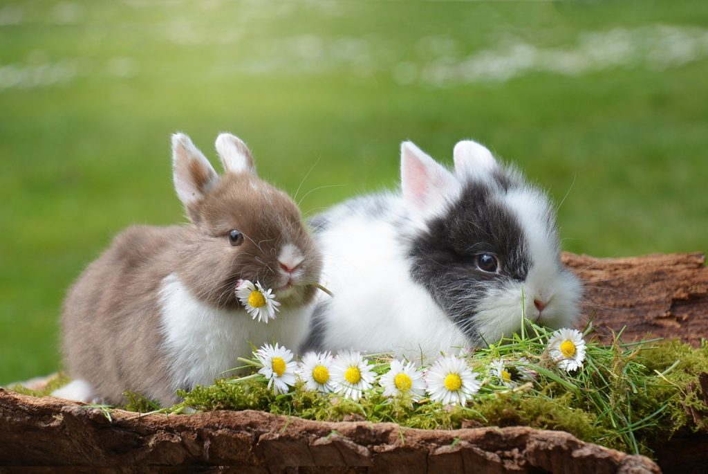 rabbits, easter, rabbit-2174679.jpg